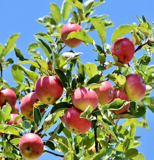 Set of 3 fruit trees - 1x Jonagold, 1x Conference, 1x Schattenmorelle