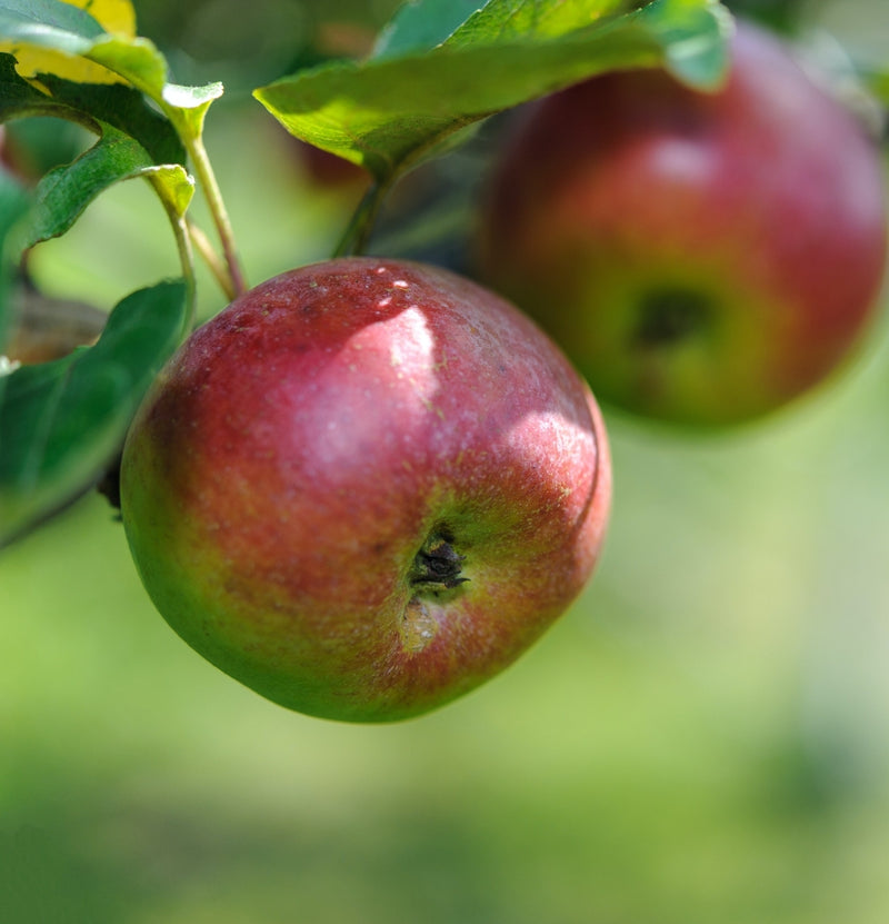 NatureNest - Set van 3 fruitbomen - 1x Jonagold, 1x Conference, 1x Schattenmorelle