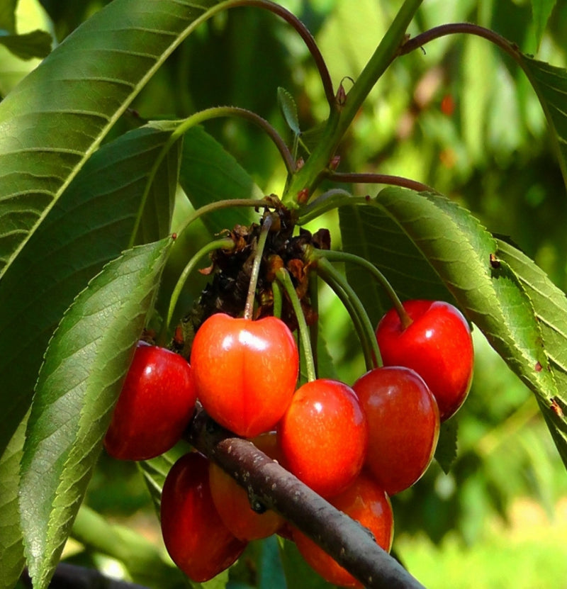 Set of 5 Fruit Trees - Apple - Pear - Cherry - Plum - Peach