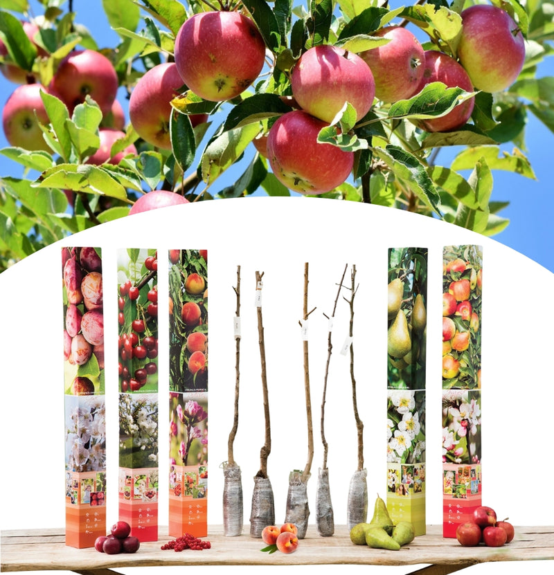 Set of 5 Fruit Trees - Apple - Pear - Cherry - Plum - Peach