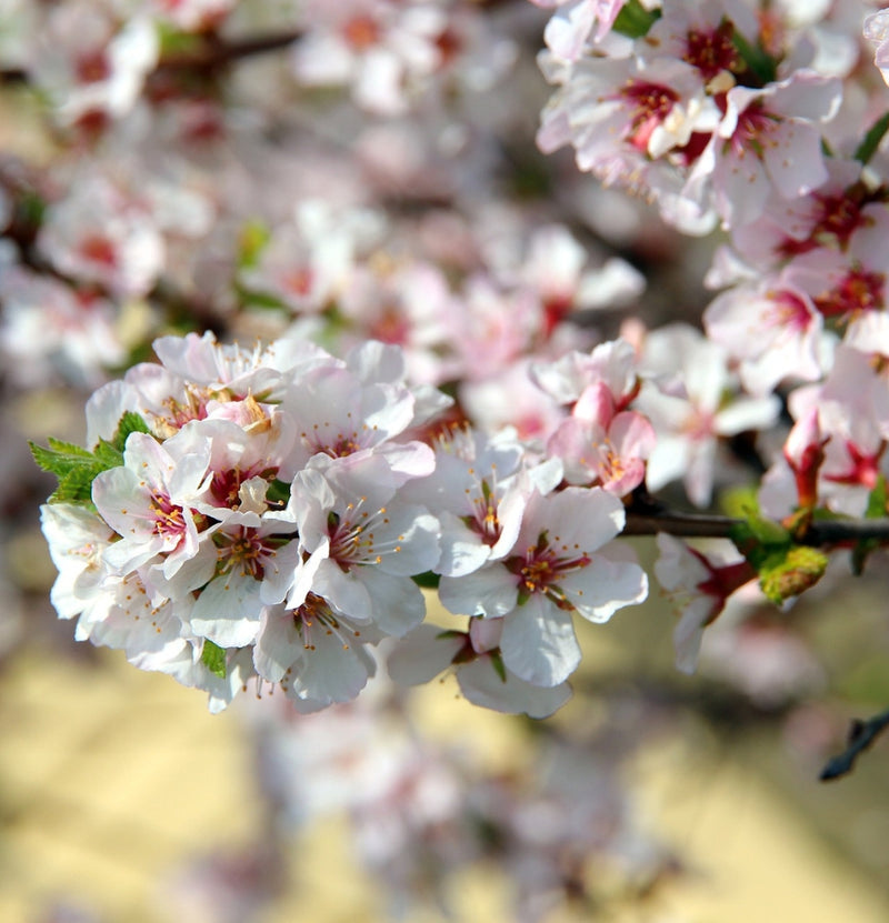 Set of 5 Fruit Trees - Apple - Pear - Cherry - Plum - Peach