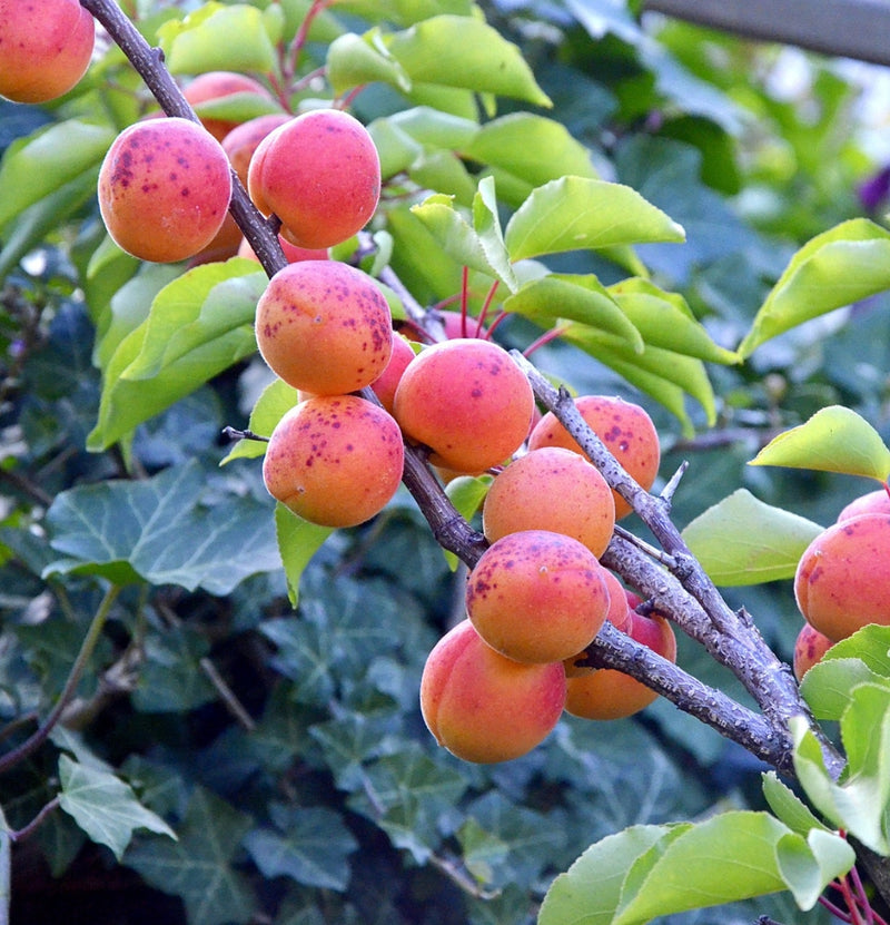 Set of 5 Fruit Trees - Apple - Pear - Cherry - Plum - Peach