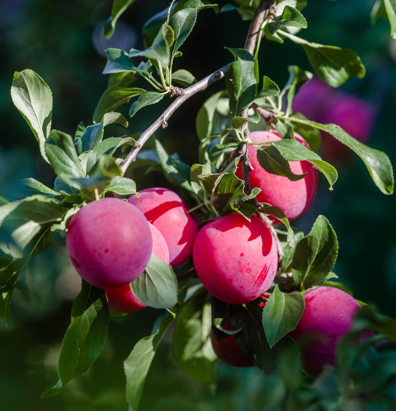 Set of 5 Fruit Trees - Apple - Pear - Cherry - Plum - Peach