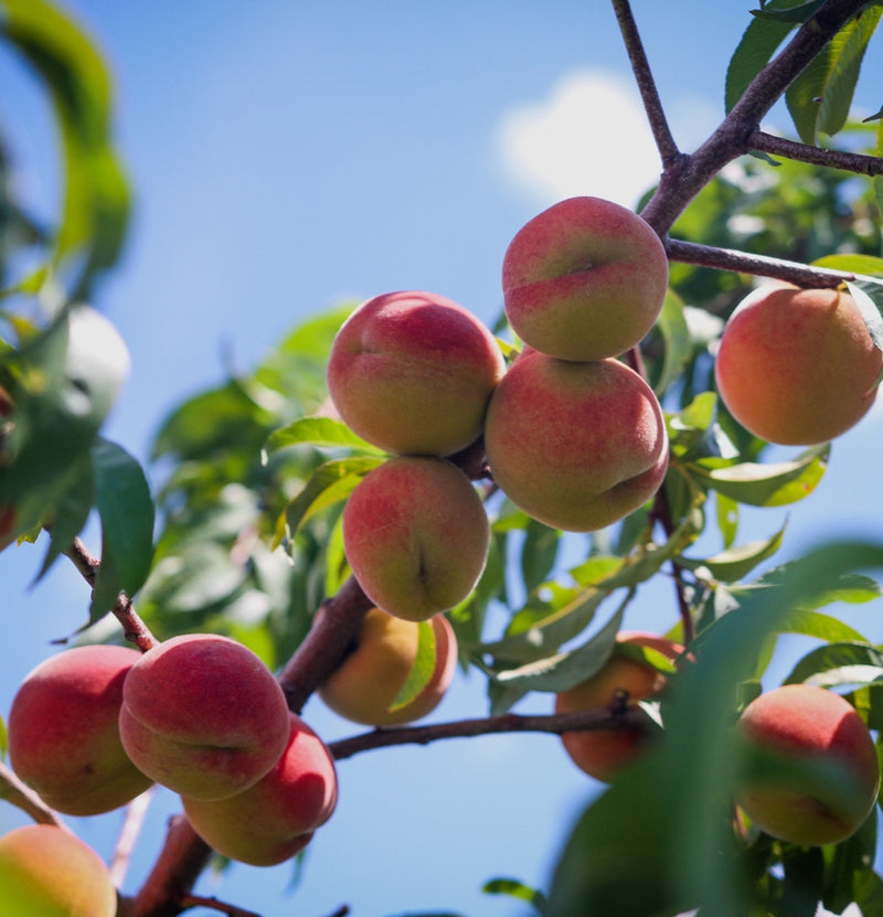 Set of 5 Fruit Trees - Apple - Pear - Cherry - Plum - Peach