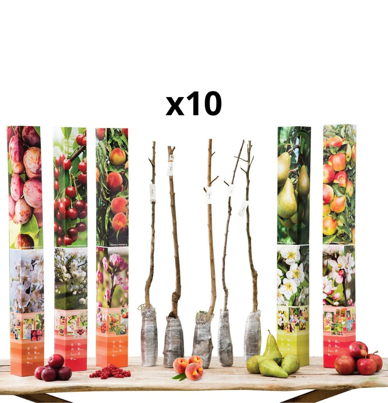 Set of 10 Fruit Trees - 2xApple -2xPear -2xCherry -2xPlum -2xPeach