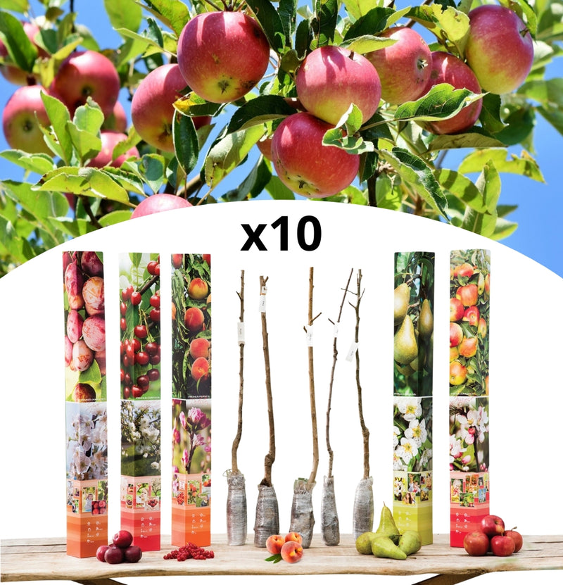 Set of 10 Fruit Trees - 2xApple -2xPear -2xCherry -2xPlum -2xPeach