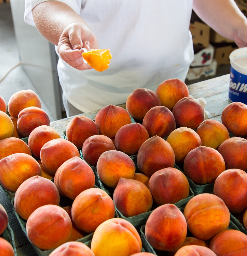 Set of 3 Redhaven peach trees A+ quality