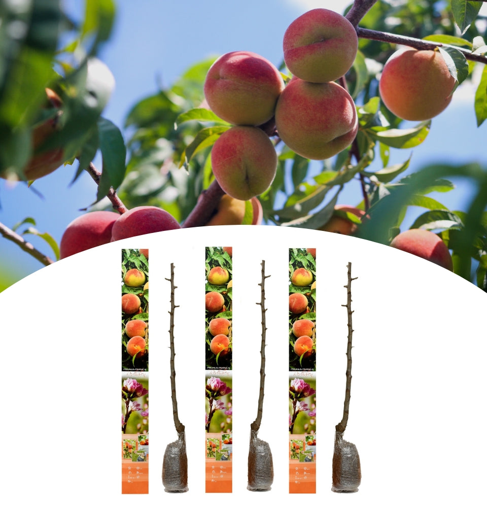 Set of 3 Redhaven peach trees A+ quality