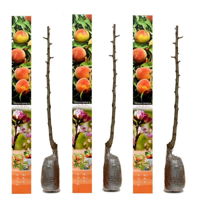 Set of 3 Redhaven peach trees A+ quality