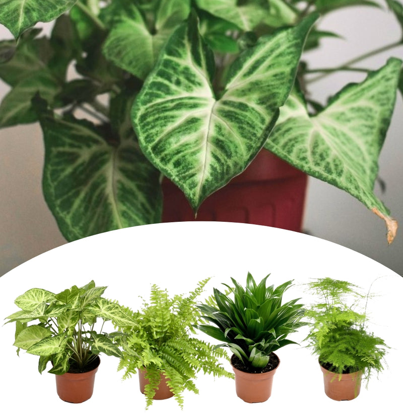 Mélange de plantes d'intérieur premium x4