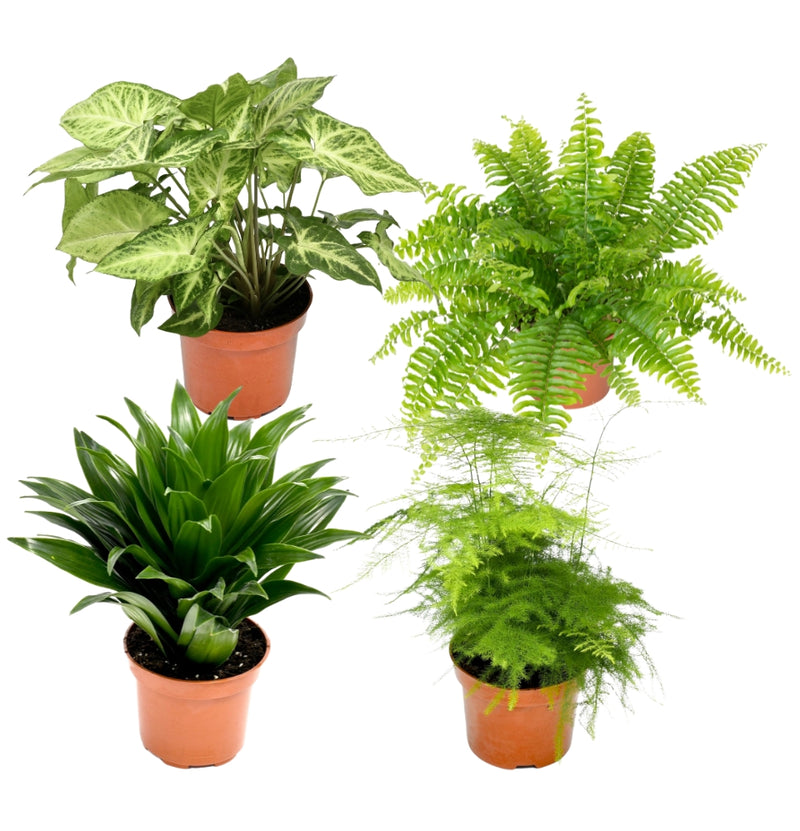 Mélange de plantes d'intérieur premium x4