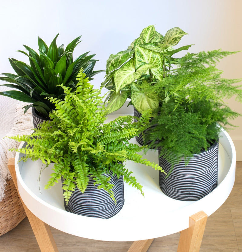 Mélange de plantes d'intérieur premium x4