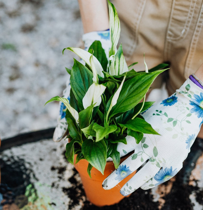 Mix van 5 luchtzuiverende planten