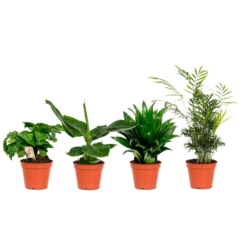 Set van 4 Tropische kamerplanten mix