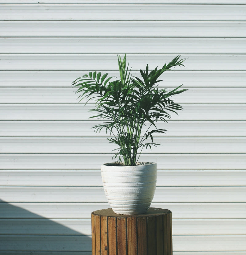 Lot de 4 mélanges de plantes d'intérieur faciles d'entretien OH2