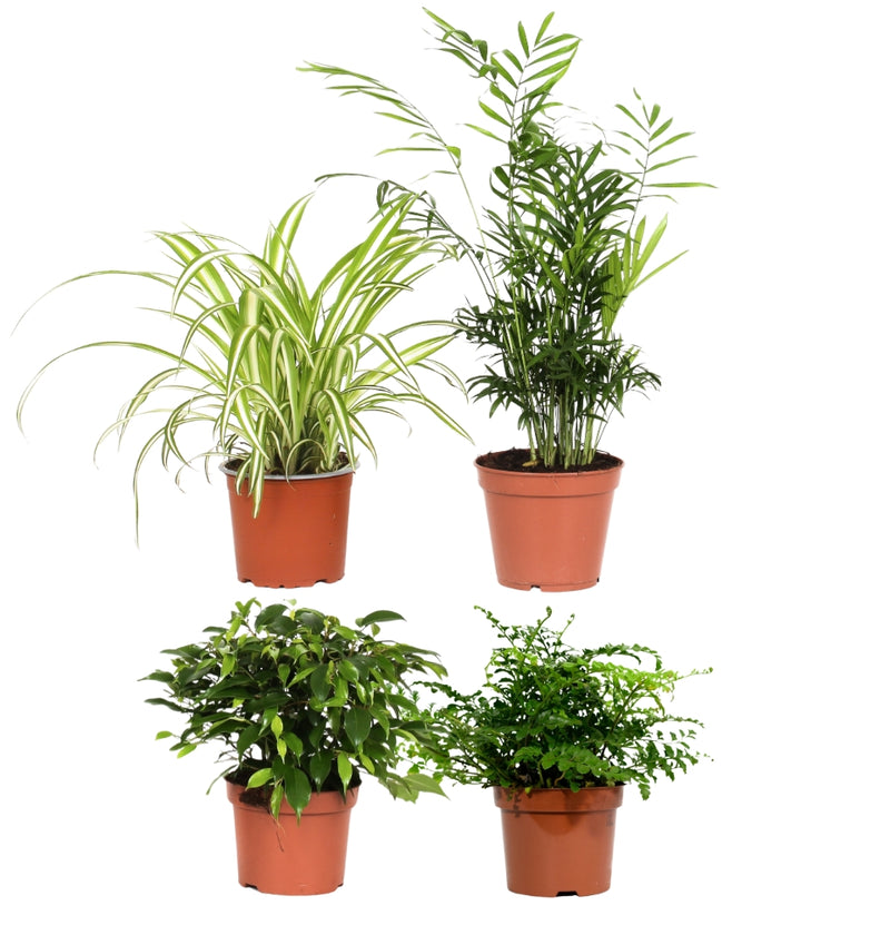 Lot de 4 mélanges de plantes d'intérieur faciles d'entretien OH2