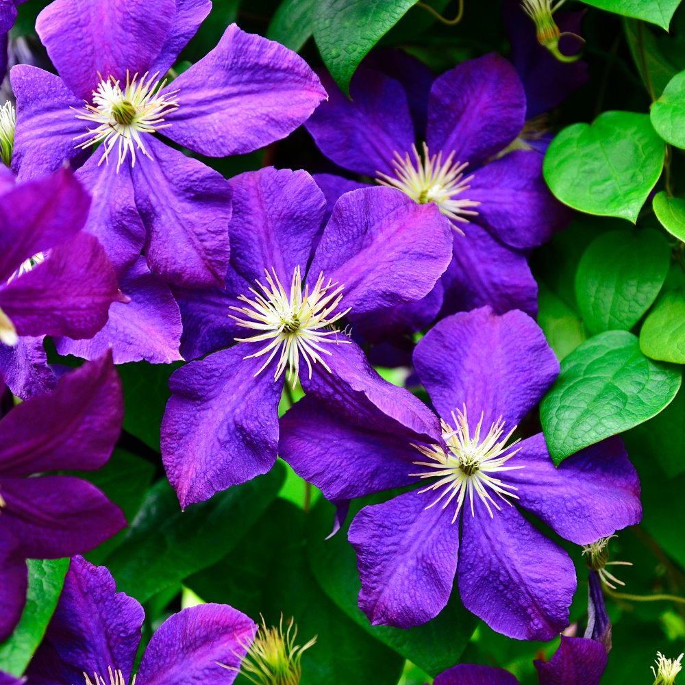 1 Clematis blauw ‘Clematis’ Ø23 cm ↕80 cm