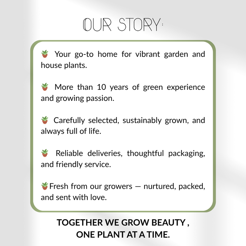 Set van 6 Euonymus Japonica Green Spire