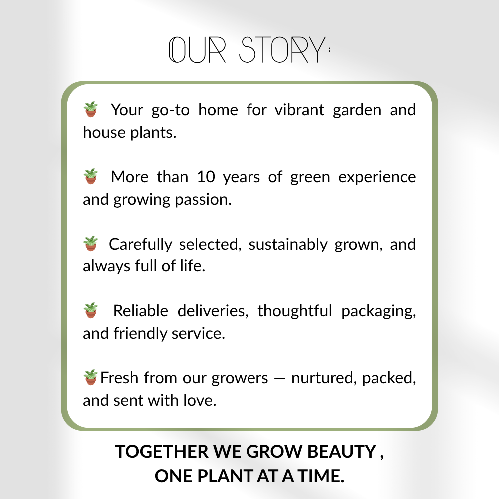 Set of 3 Mountain Tea Plants | 3x Gaultheria procumbens Big Berry Ø 12 cm ↕ 20 cm