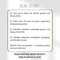 Set of 3 Mountain Tea Plants | 3x Gaultheria procumbens Big Berry Ø 12 cm ↕ 20 cm