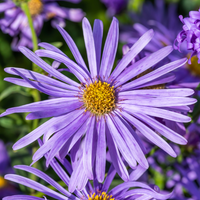 Aster frikartii Mönch (Herfst Aster), Set van 3, Paarse herfstbloei