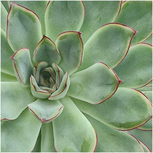 1 Succulent ‘Echeveria Pulidonis’ Ø12–14 cm ↕5 cm