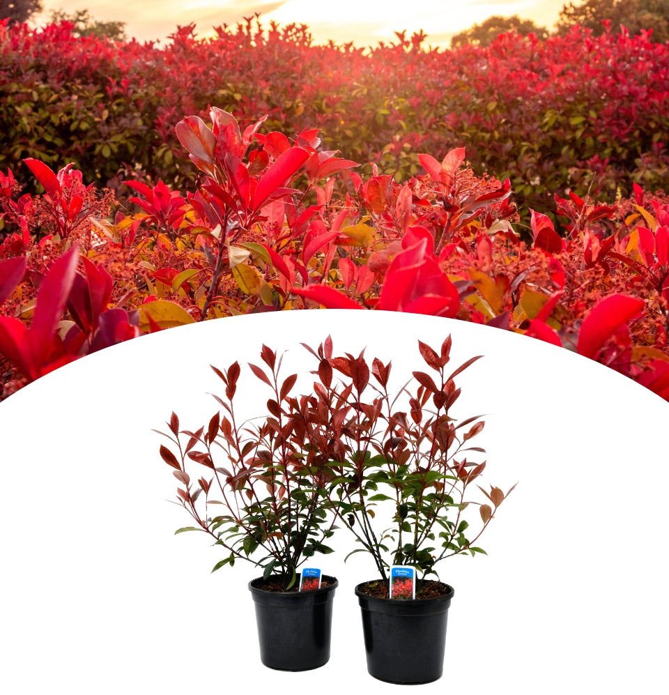 Juego de 2 x Photinia 'Cuadrado Rojo'