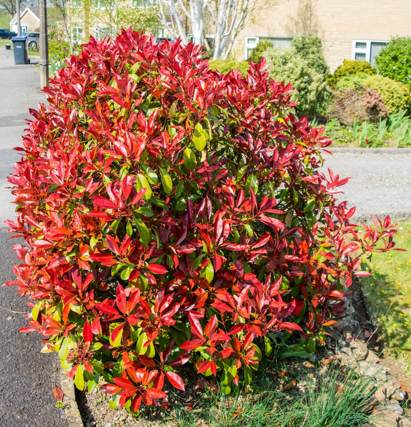 Set of 2 x Photinia 'Red Square'