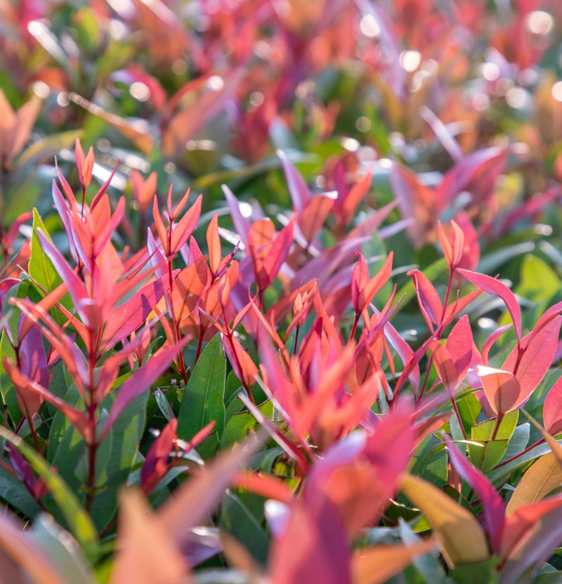 Set of 2 x Photinia 'Red Square'