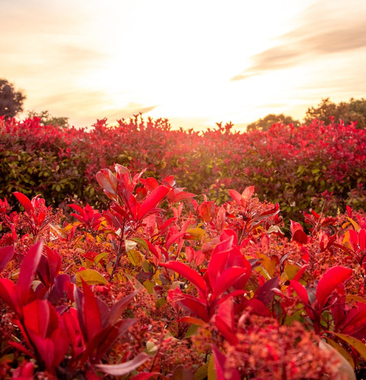 Juego de 2 x Photinia 'Cuadrado Rojo'