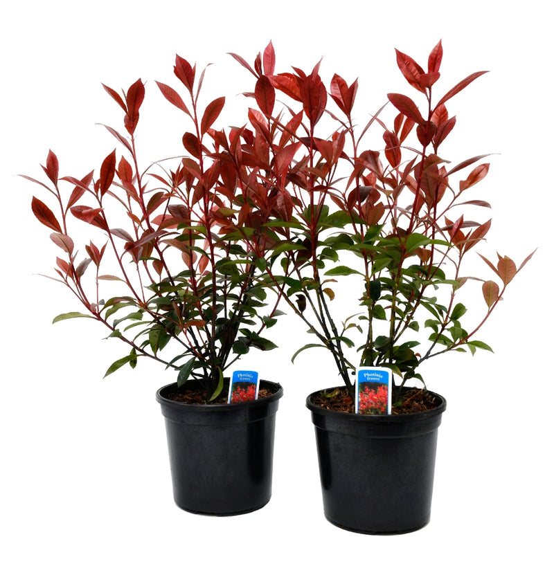 Set of 2 x Photinia 'Red Square'