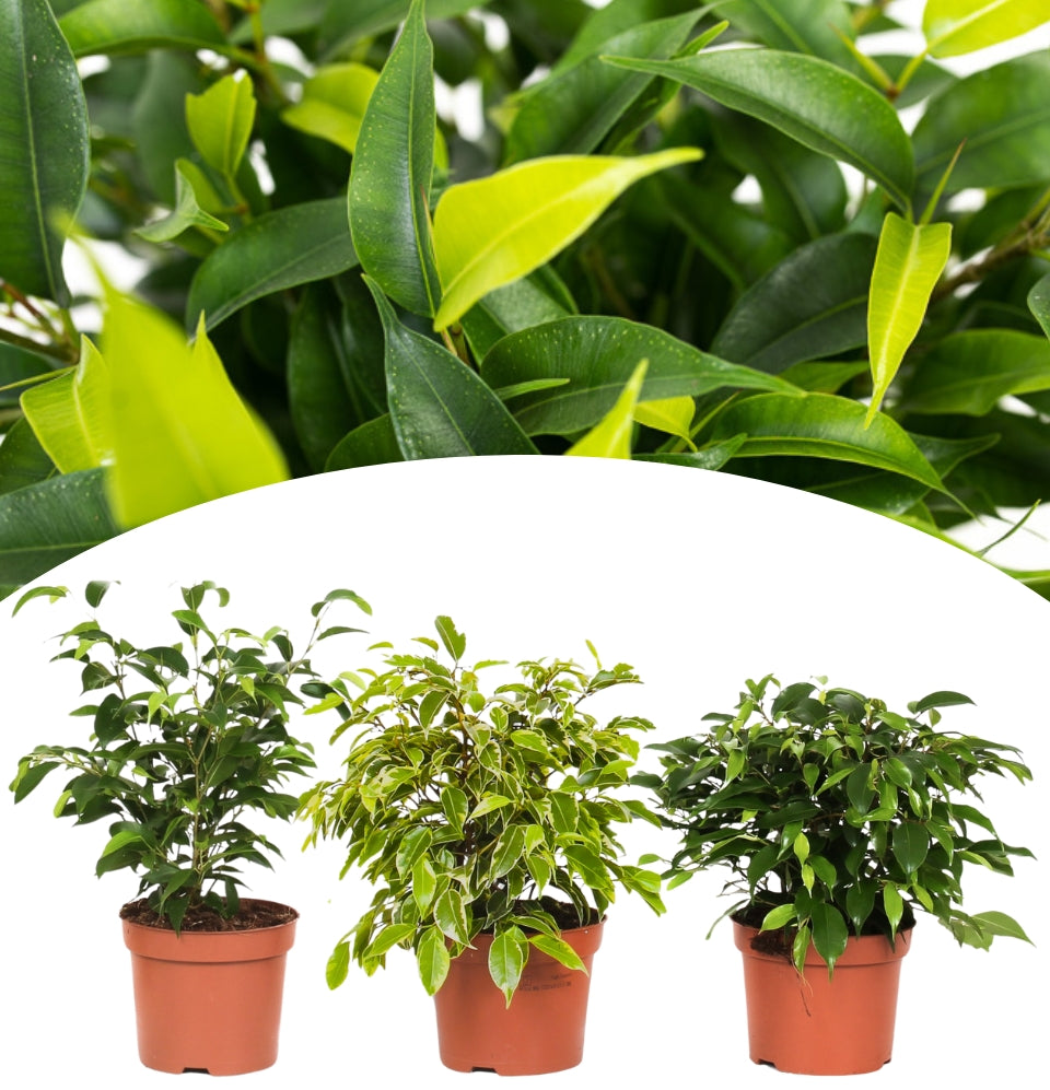 Set van 3 Ficus Benjamina MIX ( treurvijg )