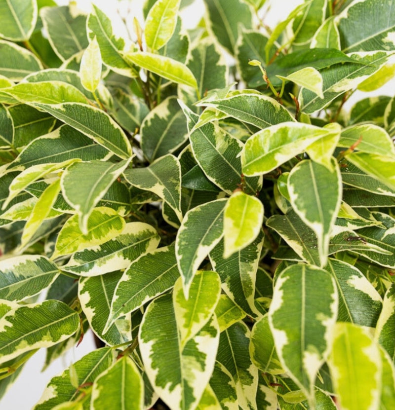 Set van 3 Ficus Benjamina MIX ( treurvijg )