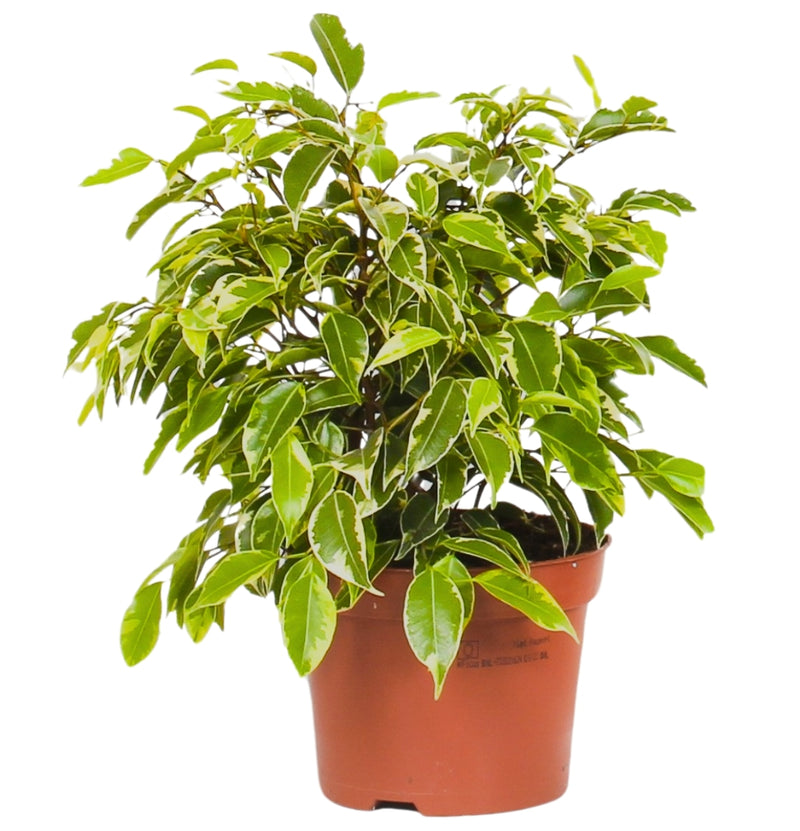 Set van 3 Ficus Benjamina MIX ( treurvijg )