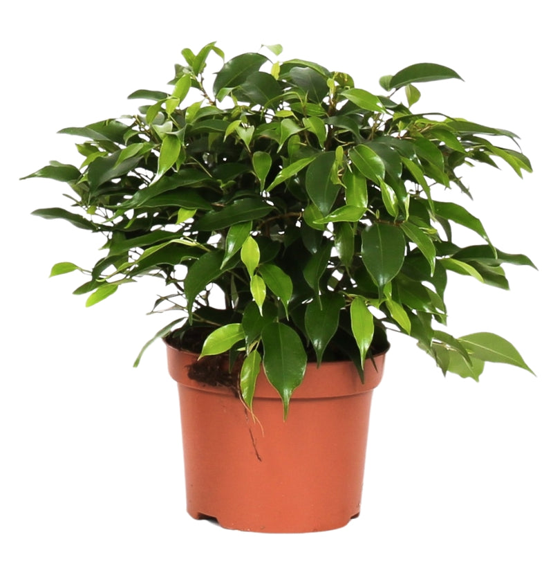 Set van 3 Ficus Benjamina MIX ( treurvijg )