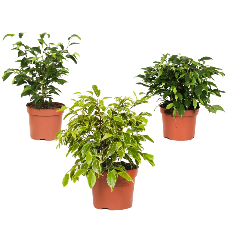 Set van 3 Ficus Benjamina MIX ( treurvijg )