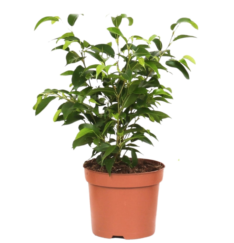 Set van 3 Ficus Benjamina MIX ( treurvijg )