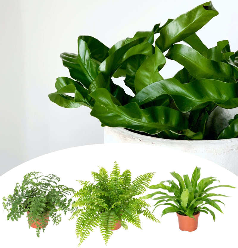 Set van 3 Varen kamerplanten - 1x Nephrolepis Boston, 1x Asplenium Parvati, 1x Asplenium Antiquum