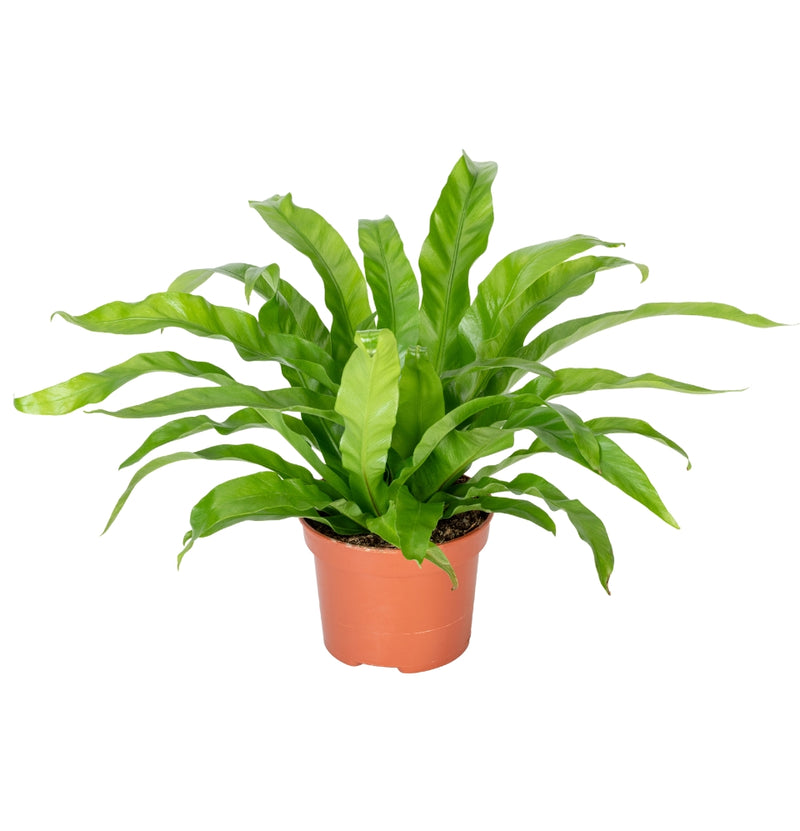 Set van 3 Varen kamerplanten - 1x Nephrolepis Boston, 1x Asplenium Parvati, 1x Asplenium Antiquum