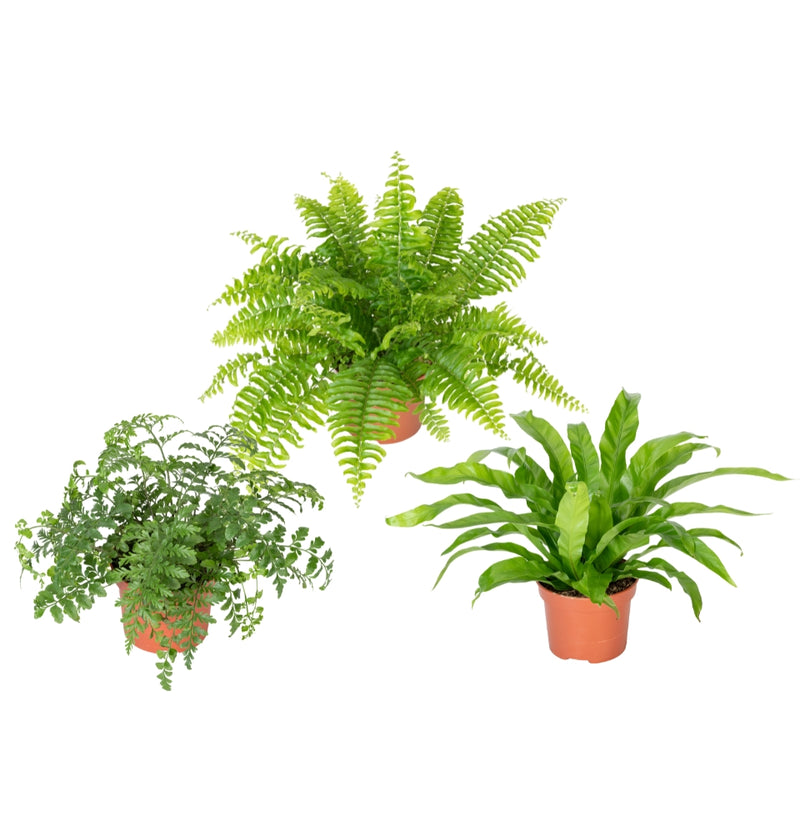 Set van 3 Varen kamerplanten - 1x Nephrolepis Boston, 1x Asplenium Parvati, 1x Asplenium Antiquum