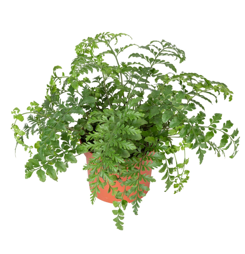 Set van 3 Varen kamerplanten - 1x Nephrolepis Boston, 1x Asplenium Parvati, 1x Asplenium Antiquum