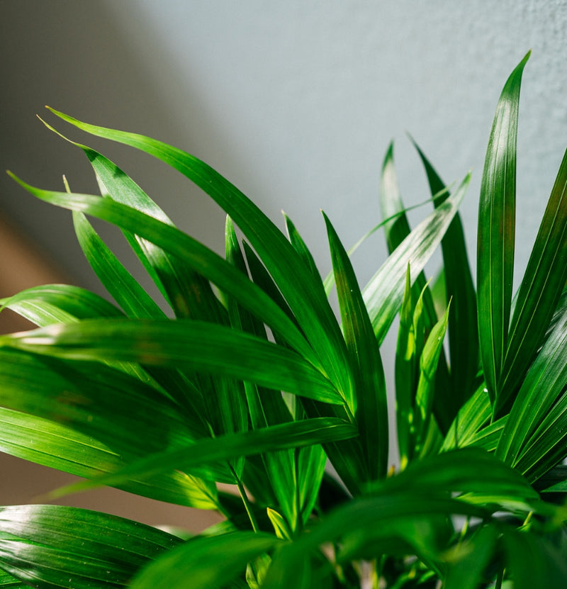 Set de 3 plantes à fleurs orientales - 1x Areca Dypsis lutescens, 1x Ficus Bengalensis, 1x Musa Oriental Dwarf