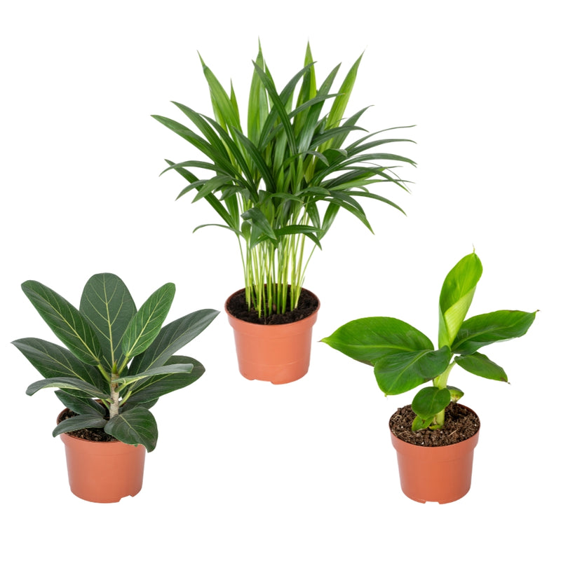 Set de 3 plantes à fleurs orientales - 1x Areca Dypsis lutescens, 1x Ficus Bengalensis, 1x Musa Oriental Dwarf