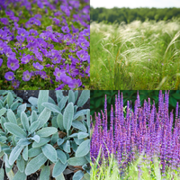 NatureNest Border Package Lila