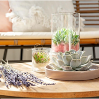 1 Succulent ‘Echeveria Lilacina’ Ø12–14 cm ↕5 cm