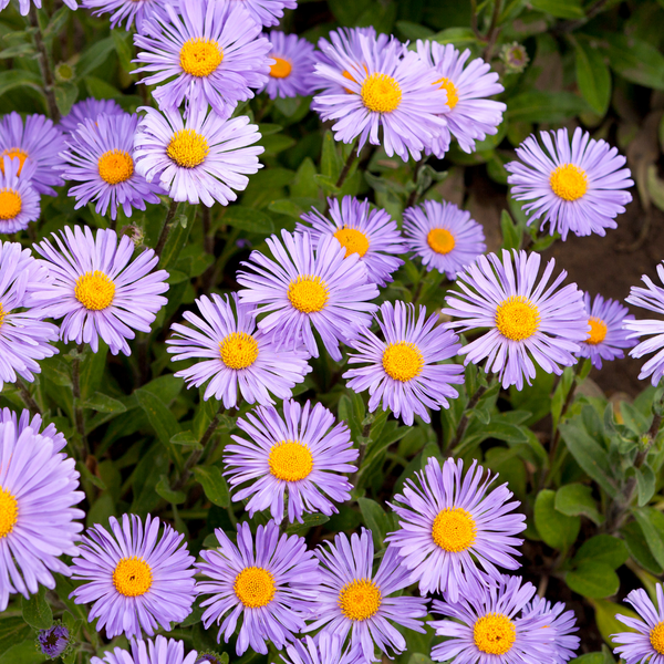 Aster frikartii Mönch (Herfst Aster), Set van 3, Paarse herfstbloei Asters