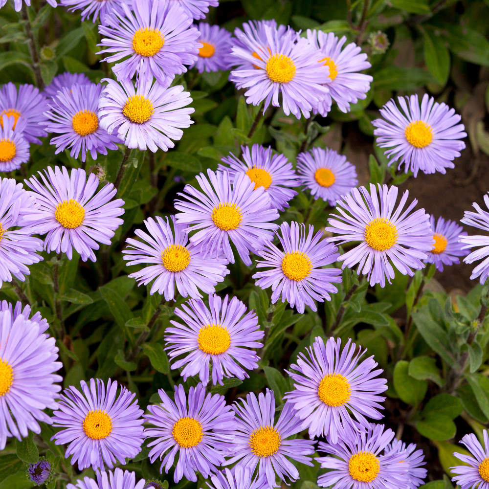 Aster frikartii Mönch (Herfst Aster), Set van 3, Paarse herfstbloei