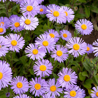 Aster frikartii Mönch (Herfst Aster), Set van 3, Paarse herfstbloei