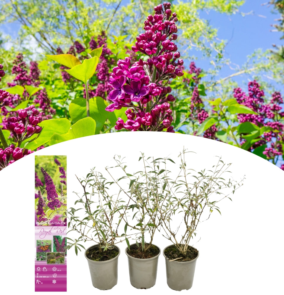 Set mit 3 Schmetterlingssträuchern Buddleja Davidii lila rot