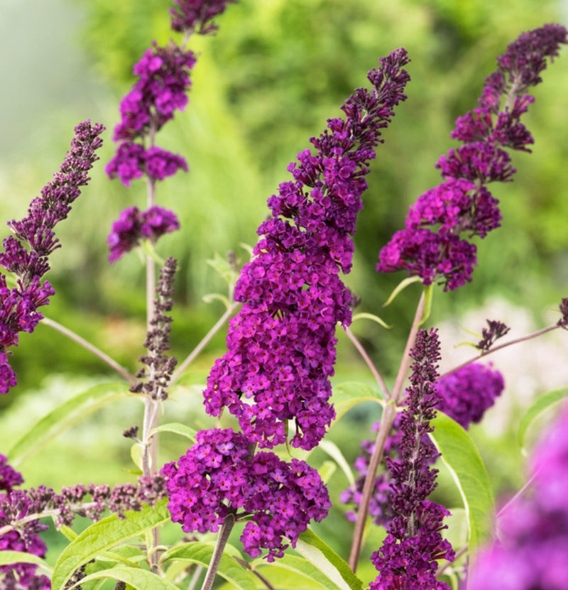 Set mit 3 Schmetterlingssträuchern Buddleja Davidii lila rot